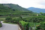 Through vineyards and orchards of the Wachau (Austria)
