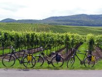 Bicycles in the vineyards in Germany