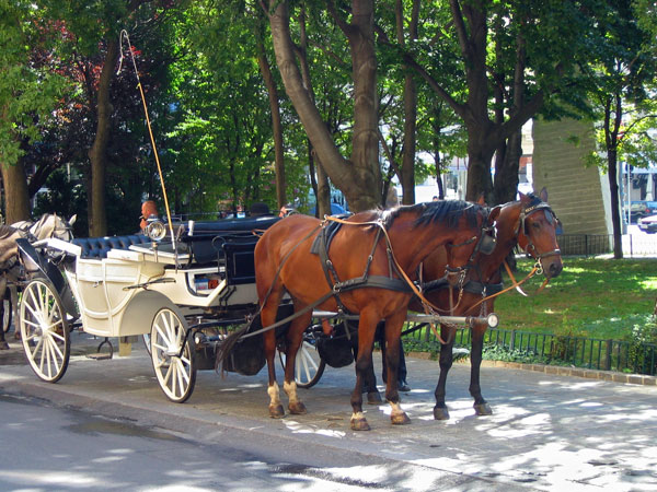 A Fiaker in Vienna, Austria