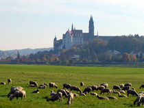 Approaching Albrechtsburg castle overlooking the Elbe River