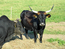 Cycling the Elbe River: Cows along the way