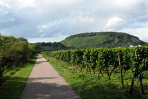 Cycle path through the voneyards
